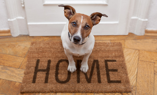 curious dog stock photo